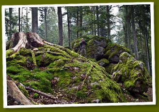 foto kurz v Bavorskom lese